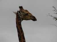 DSC07734.JPG