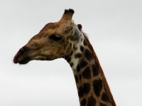 DSC07737.JPG