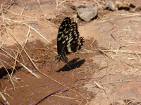 DSC07575.JPG