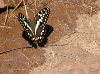 DSC07584.JPG