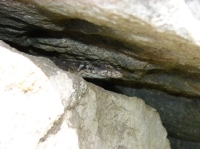 DSC07529.JPG