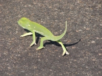 DSC08004.JPG
