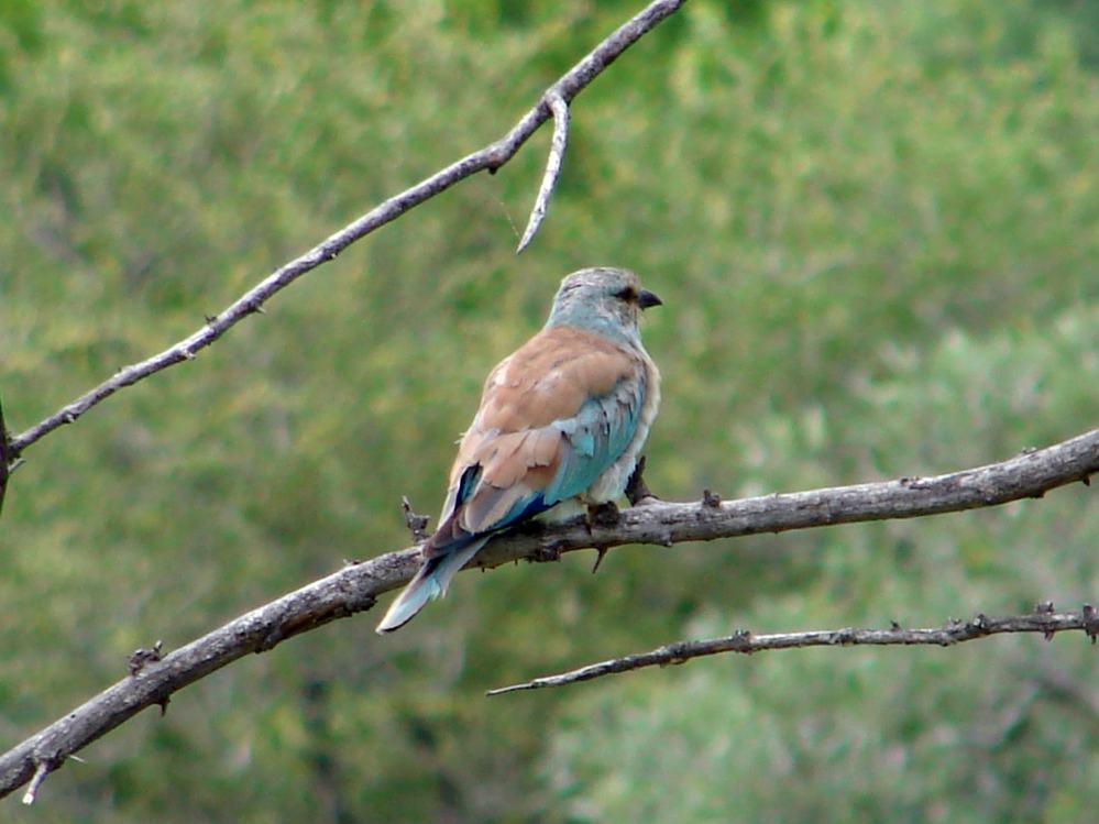DSC07739.JPG