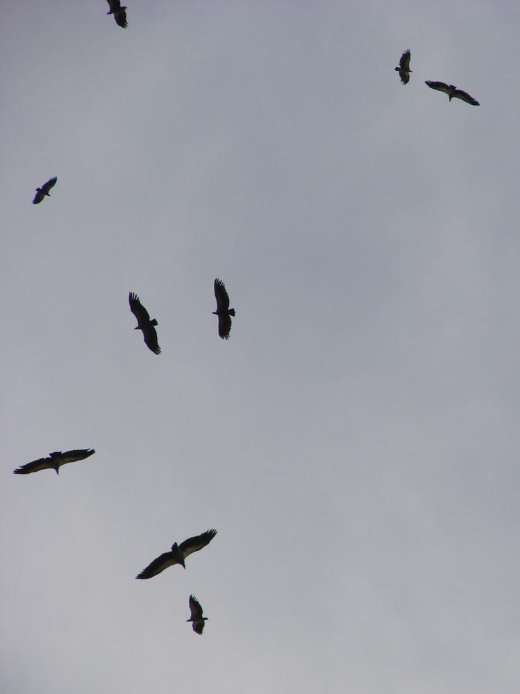 DSC08308.JPG