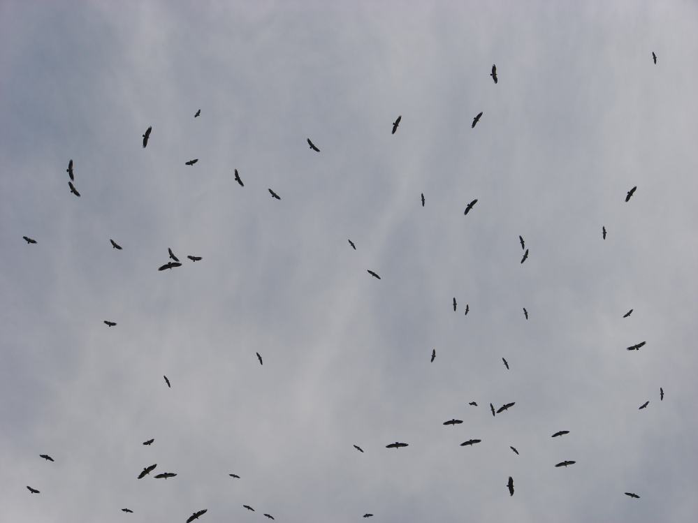 DSC08313.JPG