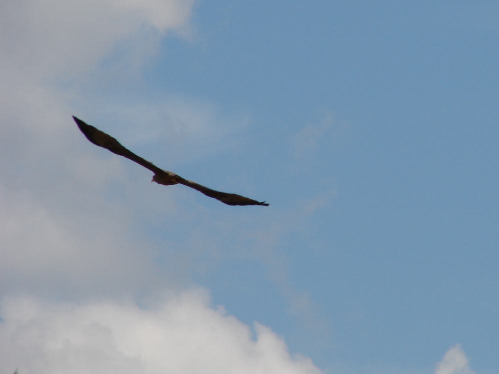 DSC08348.JPG