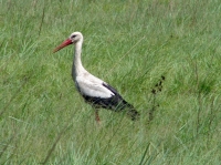 DSC07501.JPG