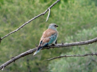 DSC07739.JPG