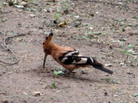 DSC07883.JPG