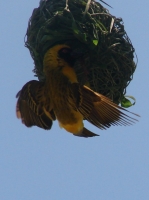 DSC08027.JPG