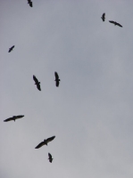 DSC08308.JPG