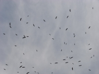 DSC08313.JPG