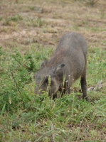 DSC08571.JPG