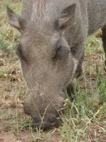 DSC08572.JPG