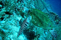 DSC00009 copie.JPG