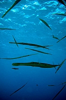 DSC00016.JPG