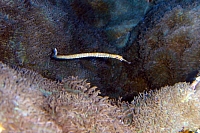 DSC00344 copie.JPG