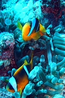 DSC09900 copie.jpg