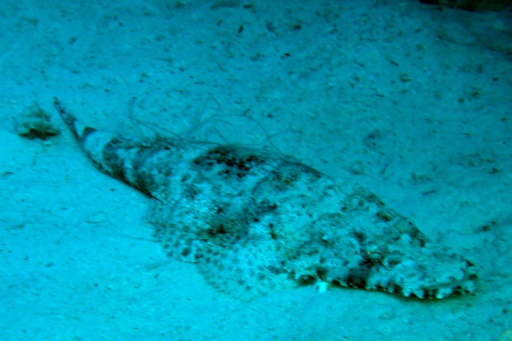 DSC09951 copie.JPG