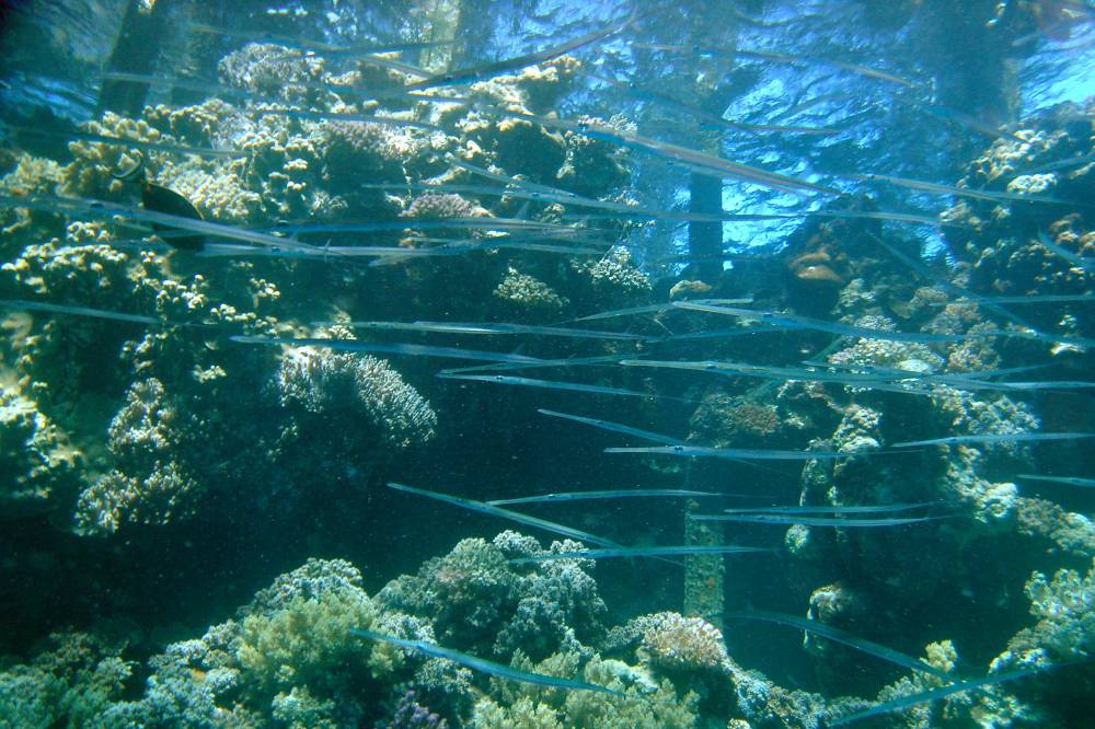 CROISIERE BROTHERS DAEDAELUS ELPHINSTONE (052).jpg