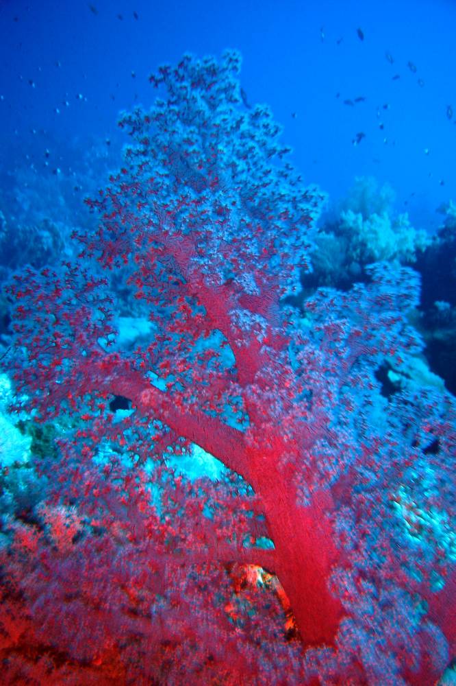 CROISIERE BROTHERS DAEDAELUS ELPHINSTONE (205).JPG