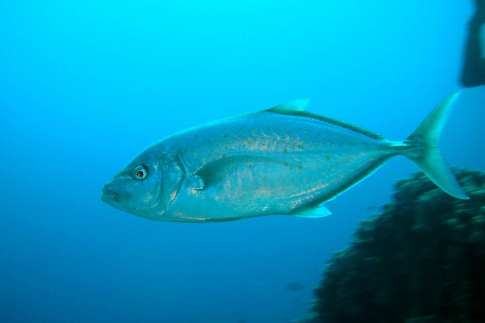 CROISIERE BROTHERS DAEDAELUS ELPHINSTONE (222).JPG