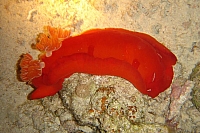 DSC00126 copie.JPG