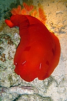 DSC00128 copie.JPG