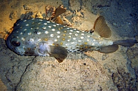 DSC00132 copie.JPG