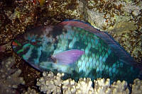 DSC00142 copie.JPG