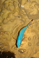 DSC00145 copie.jpg