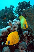 DSC00398 copie.jpg