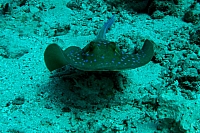 DSC00075 copie.JPG