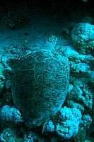 CROISIERE BROTHERS DAEDAELUS ELPHINSTONE (020).JPG