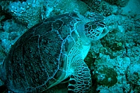 CROISIERE BROTHERS DAEDAELUS ELPHINSTONE (022).JPG