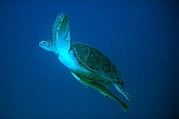 CROISIERE BROTHERS DAEDAELUS ELPHINSTONE (023).JPG
