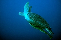 CROISIERE BROTHERS DAEDAELUS ELPHINSTONE (024).JPG