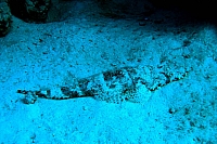CROISIERE BROTHERS DAEDAELUS ELPHINSTONE (026).jpg