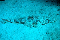 CROISIERE BROTHERS DAEDAELUS ELPHINSTONE (027).JPG