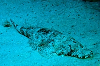 CROISIERE BROTHERS DAEDAELUS ELPHINSTONE (028).JPG