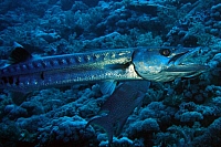 CROISIERE BROTHERS DAEDAELUS ELPHINSTONE (035).JPG