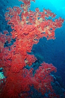 CROISIERE BROTHERS DAEDAELUS ELPHINSTONE (037).jpg