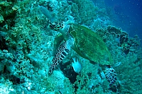 CROISIERE BROTHERS DAEDAELUS ELPHINSTONE (048).JPG