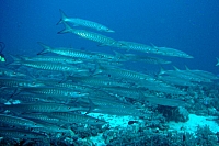 CROISIERE BROTHERS DAEDAELUS ELPHINSTONE (078).JPG