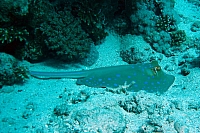 CROISIERE BROTHERS DAEDAELUS ELPHINSTONE (083).JPG