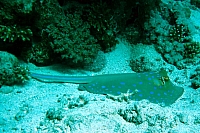 CROISIERE BROTHERS DAEDAELUS ELPHINSTONE (084).jpg
