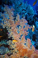 CROISIERE BROTHERS DAEDAELUS ELPHINSTONE (092).jpg