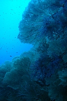 CROISIERE BROTHERS DAEDAELUS ELPHINSTONE (098).jpg