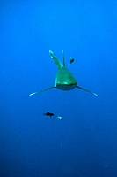 CROISIERE BROTHERS DAEDAELUS ELPHINSTONE (198).jpg