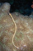 CROISIERE BROTHERS DAEDAELUS ELPHINSTONE (208).JPG